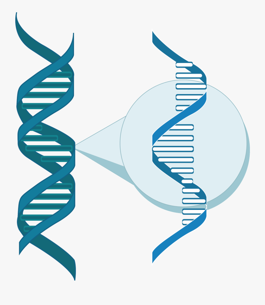 Graphic Design, Transparent Clipart