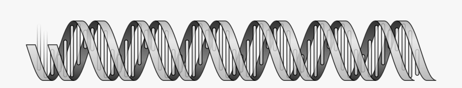 Dna Helix, Transparent Clipart