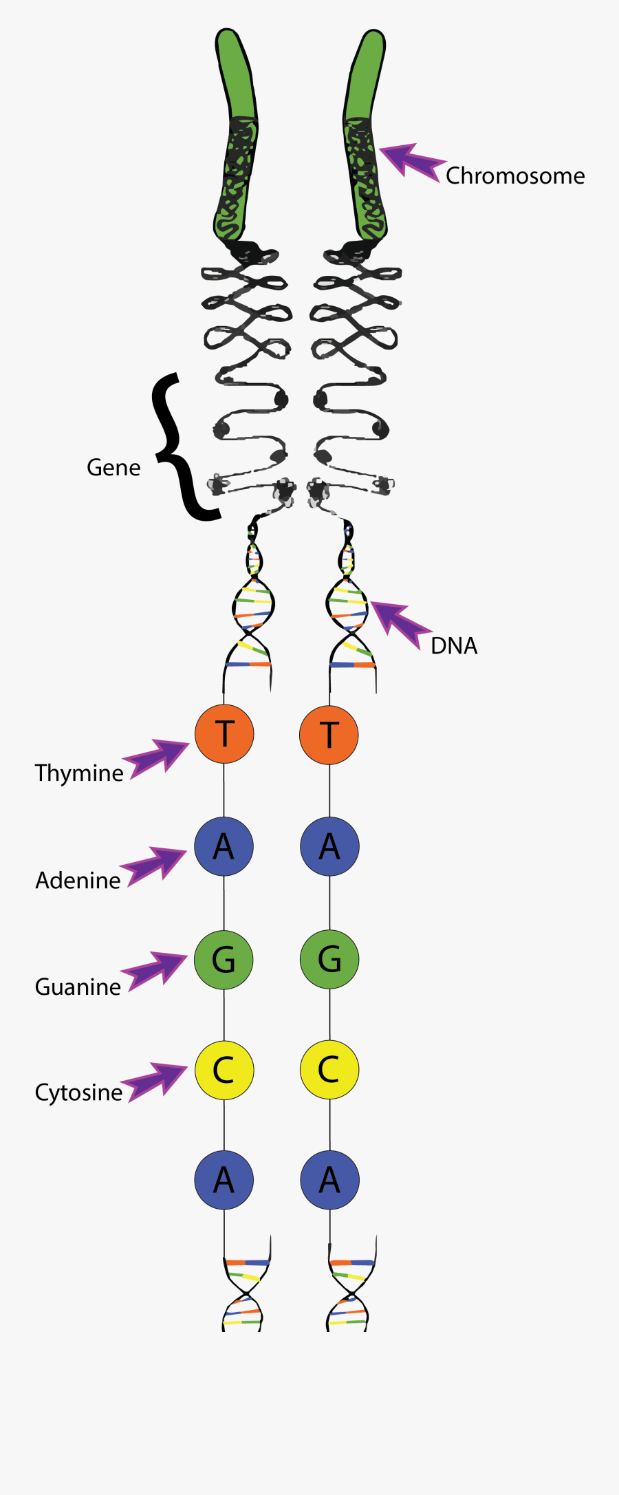 Circle, Transparent Clipart