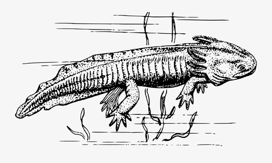 Amphibian Animal Axolotl Png Image Axolotl Black And- - Black And White Clipart Axolotl, Transparent Clipart