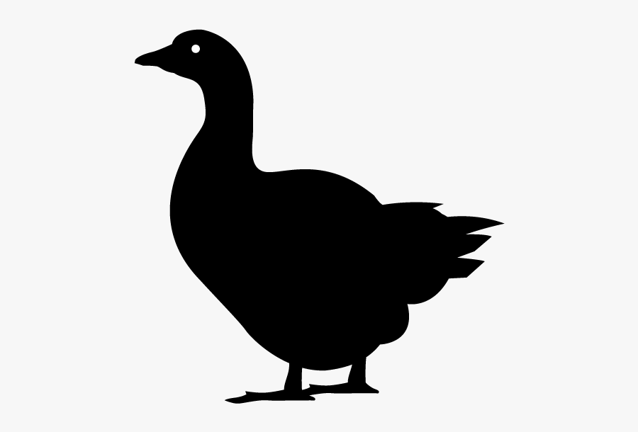 Duck, Transparent Clipart