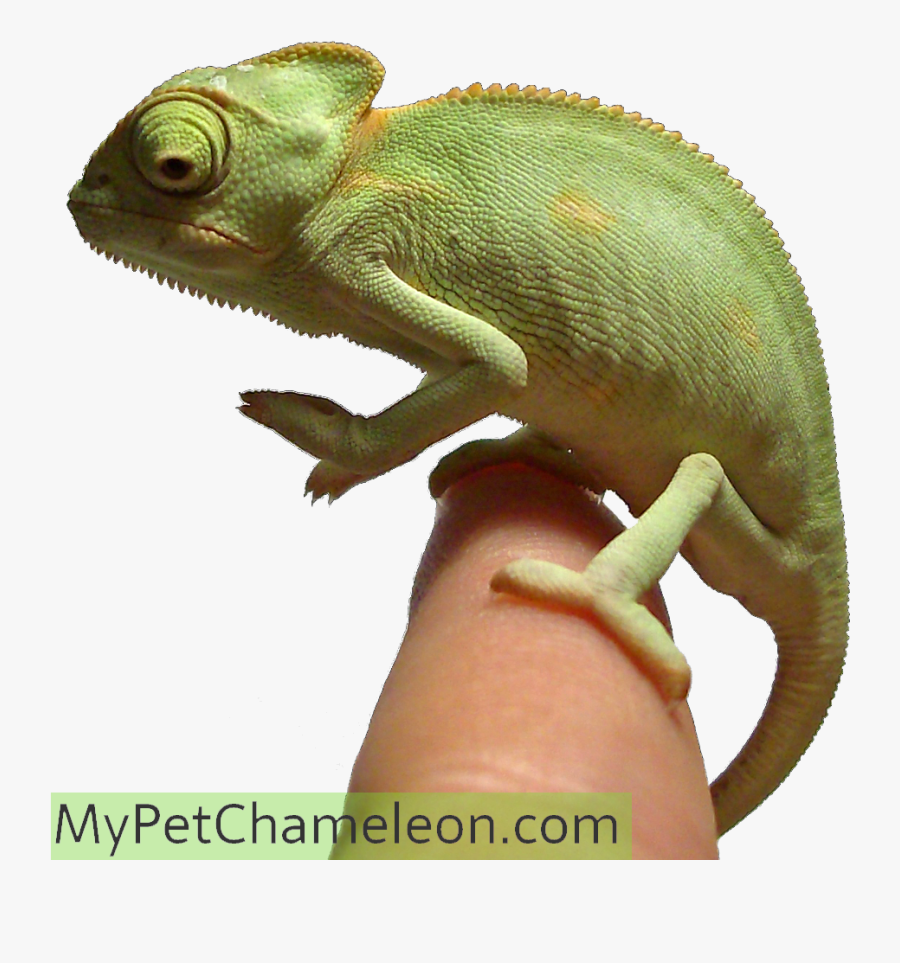 Clip Art Senegal Chameleon, Transparent Clipart