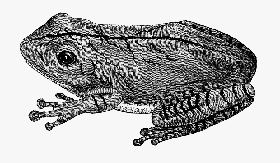 Eastern Spadefoot, Transparent Clipart