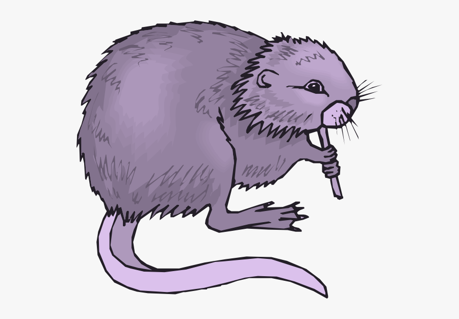 Clip Art M Lange The Mauve - Muskrat Clipart, Transparent Clipart
