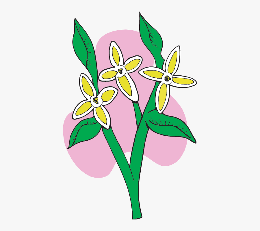 Syringa, Transparent Clipart