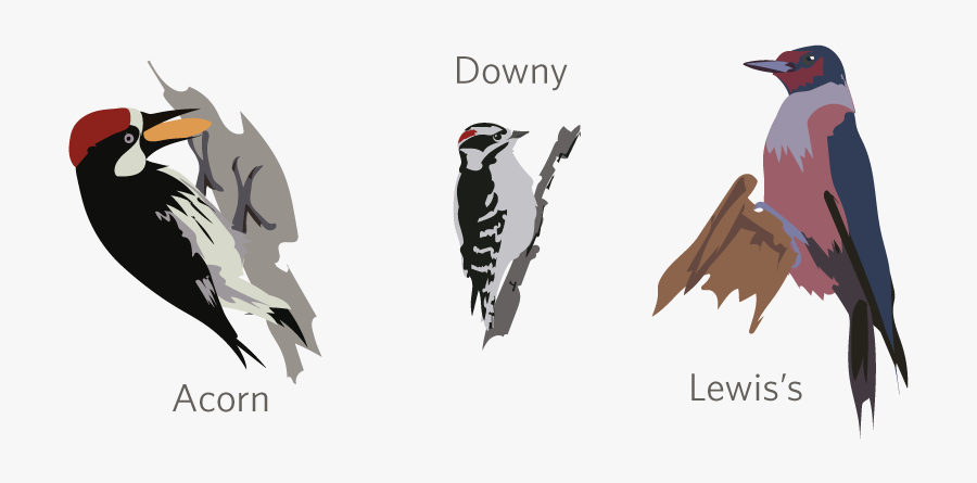 Leuconotopicus, Transparent Clipart