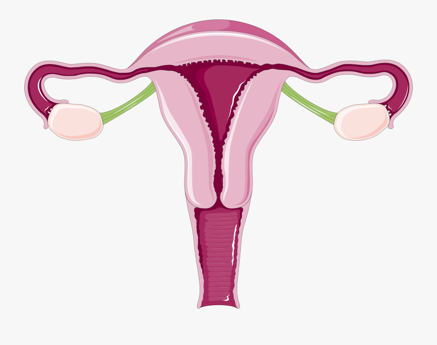 Uterus - Isthmus Ovary, Transparent Clipart
