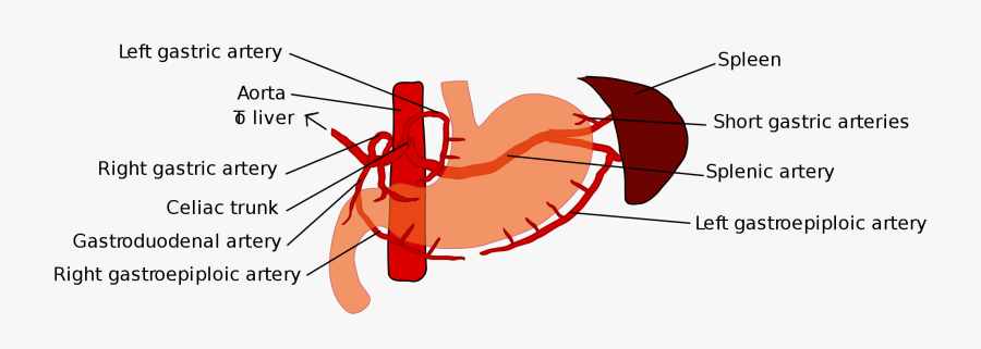 Transparent Stomach Png - Parts Of Stomach Radiology, Transparent Clipart