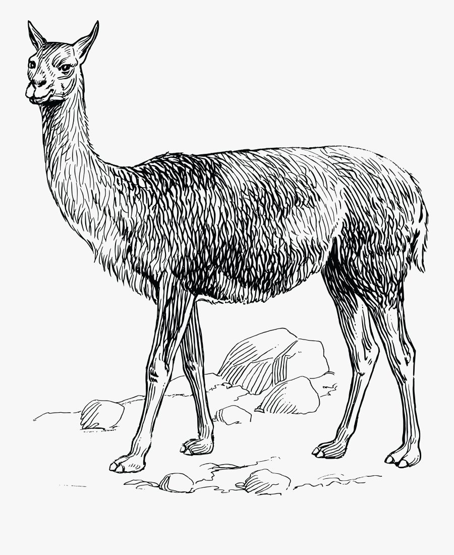 Llama Clipart Vicuna - Clipart Vicuña, Transparent Clipart