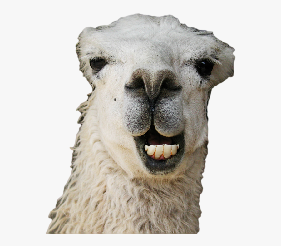 Funny Llama Png, Transparent Clipart