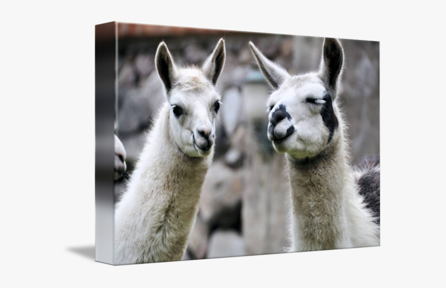 Llama, Transparent Clipart