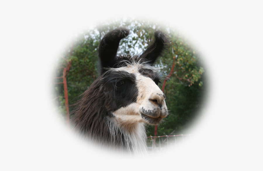 Transparent Llama Head Png - Llama, Transparent Clipart
