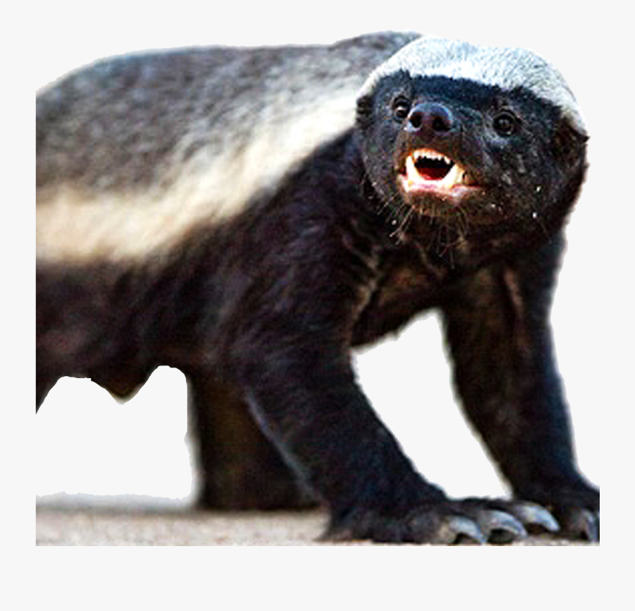 Honey Badger Png, Transparent Clipart