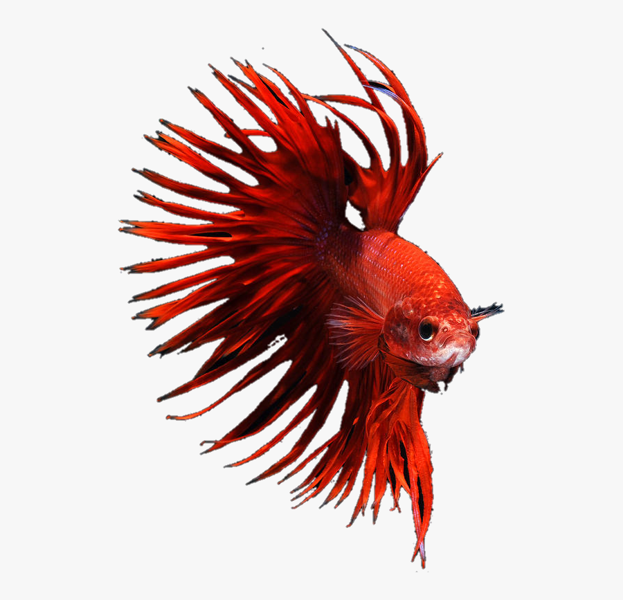 Transparent Betta Fish Png - Betta Fish Png , Free Transparent Clipart - Cl...