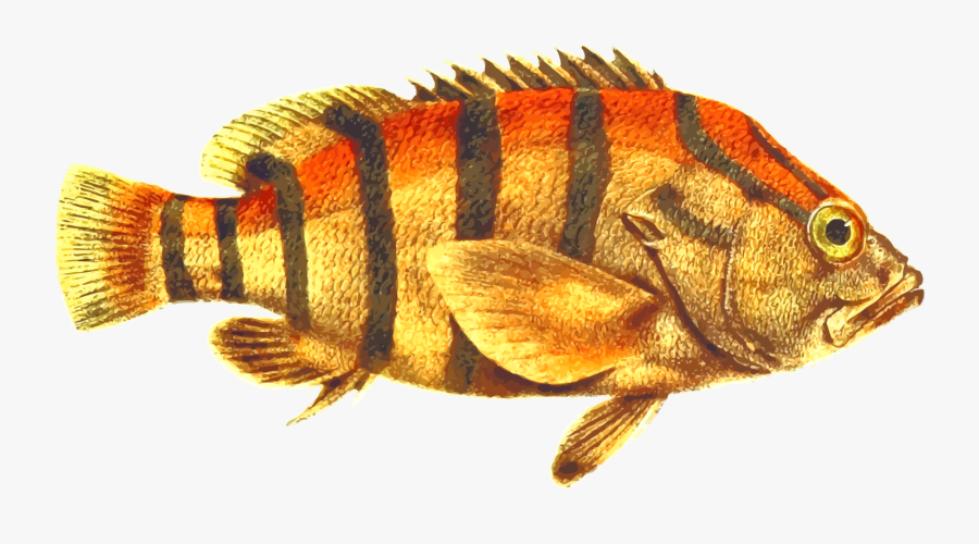 Perch,fish,tail - Bettas, Transparent Clipart