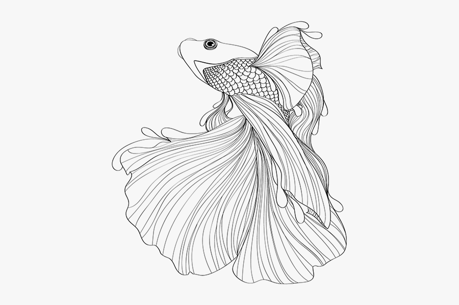 Clip Art Collection Of Free Drawing - Siamese Fighting Fish Drawing, Transparent Clipart