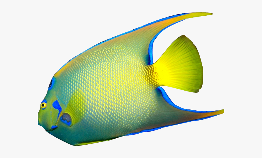 Fish Clipart Realistic - Tropical Fish White Background, Transparent Clipart