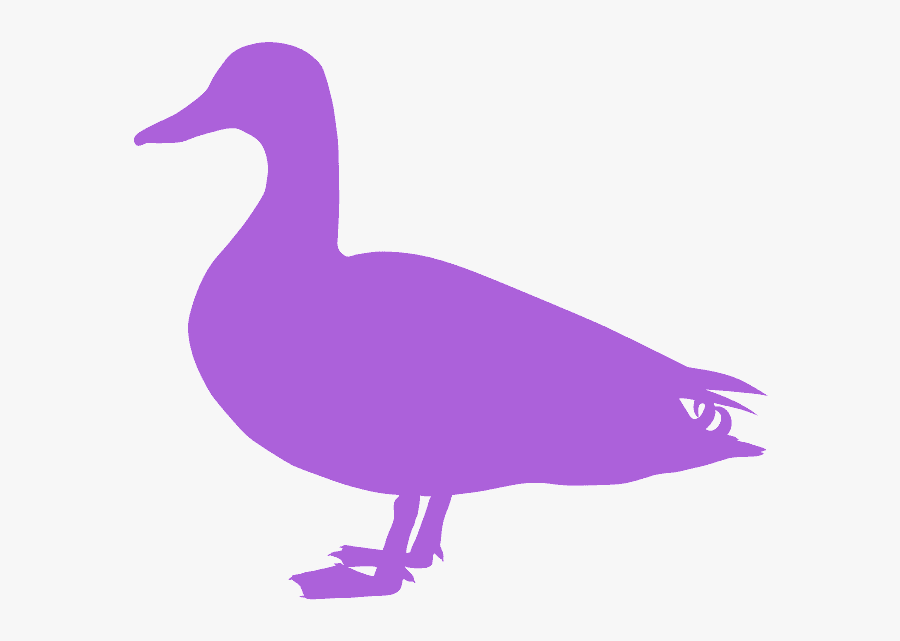 Seabird, Transparent Clipart
