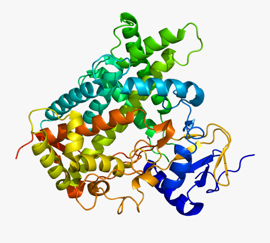 Cyp C Wikipedia - Cyp3a4 Enzyme Structure, Transparent Clipart