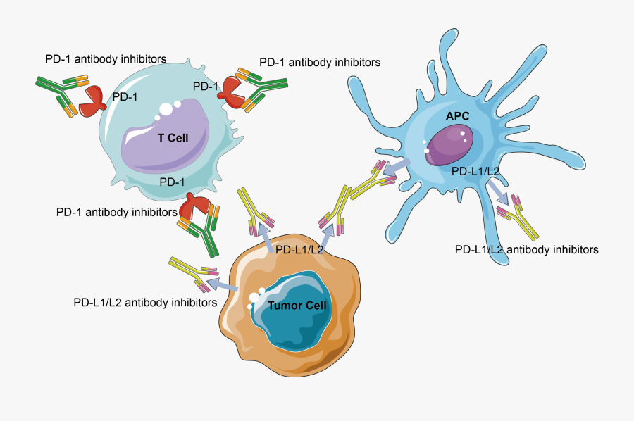 Immune Checkpoint Proteins Creative - Dysfunctional T Cell Pd1, Transparent Clipart