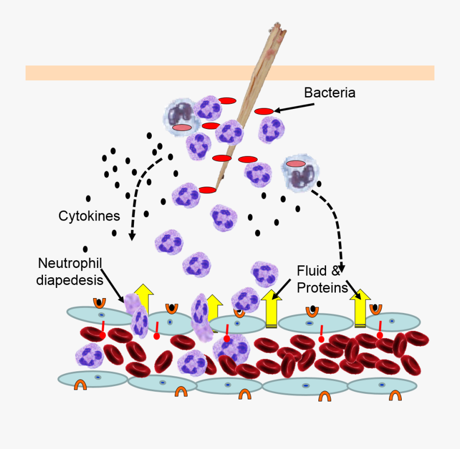 Innate Proteins Which Tag - Complement Proteins In Blood, Transparent Clipart