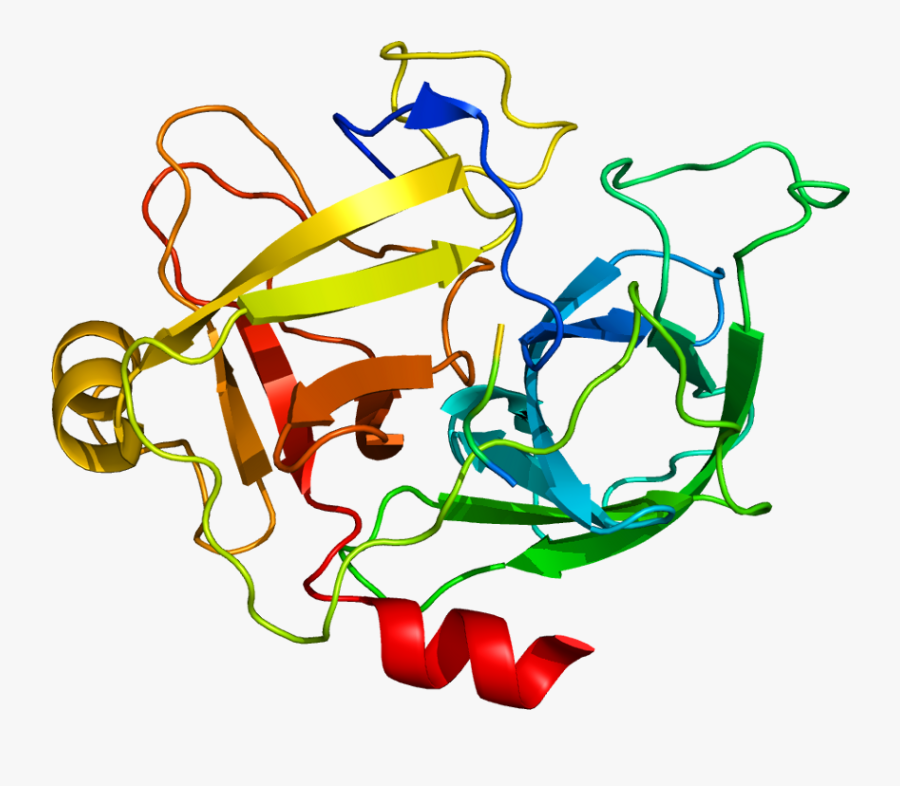 Protein Mst1 Pdb 2asu - Mst1 Protein, Transparent Clipart