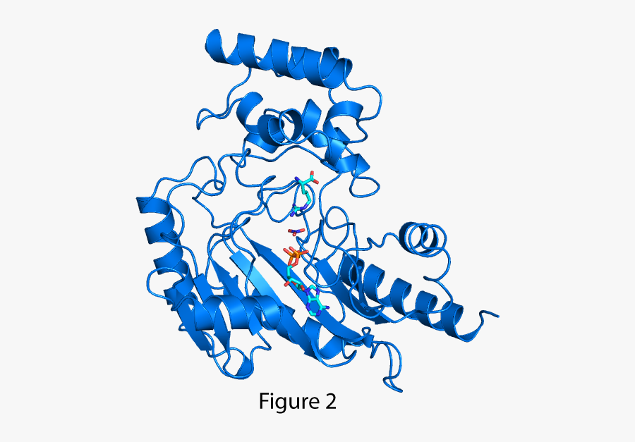 Energy Clipart Force Motion Energy - Protein Storing Energy, Transparent Clipart