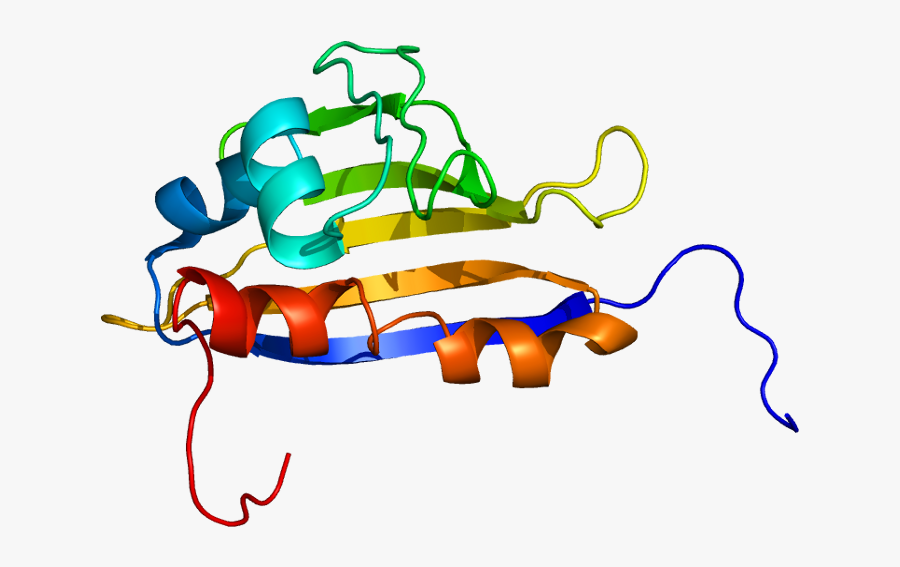 Protein Ahsa1 Pdb - Illustration, Transparent Clipart