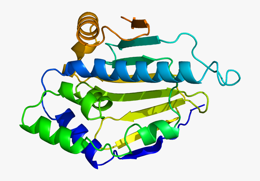 Shock Protein Kda Alpha - Heat Shock Protein 70 Structure, Transparent Clipart