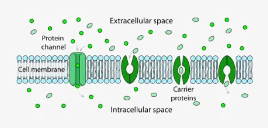 Passive And Facilitated Transport Mechanisms, Transparent Clipart