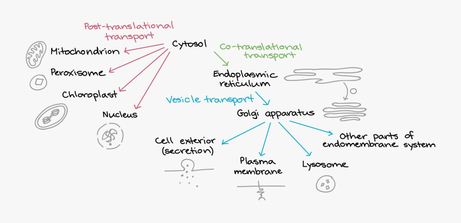 Diagram, Transparent Clipart