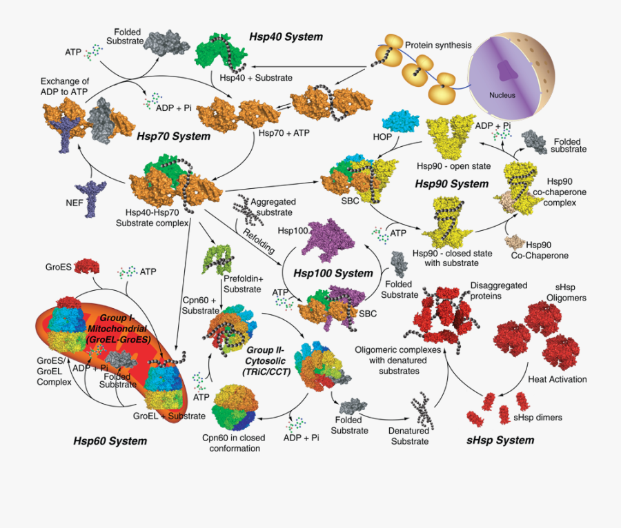 Heat Clipart Heat Stress - Bacteria Heat Shock Response, Transparent Clipart
