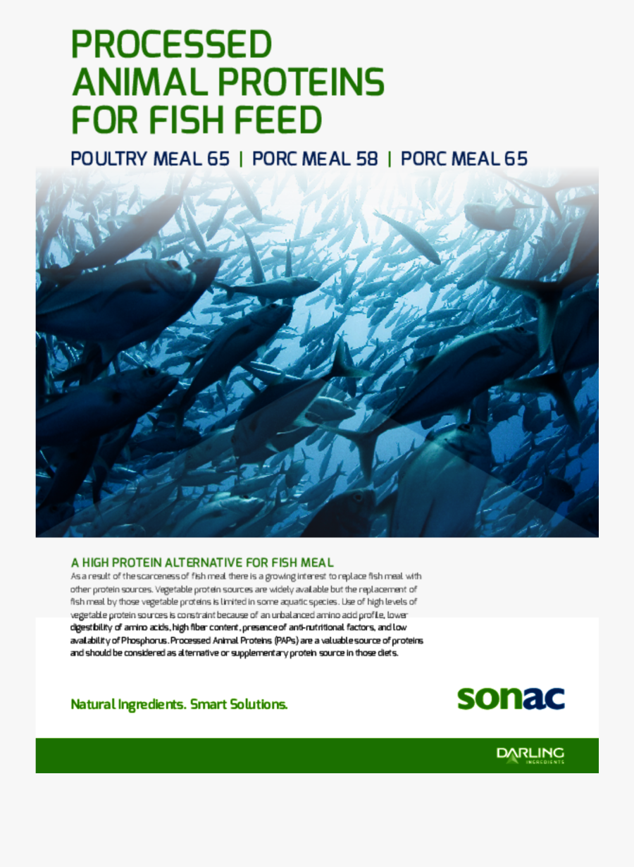 Transparent Fish Jumping Out Of Water Png - Poster, Transparent Clipart