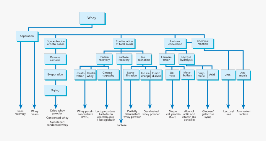 Vector Freeuse Download Proteins Drawing Whey Protein - Сыворотка Подсырная Разделяется На Фракции, Transparent Clipart