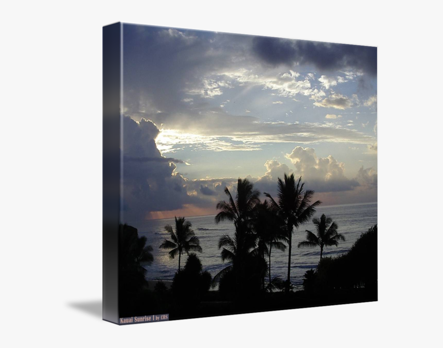 Clip Art I By Cassie Schilliger - Attalea Speciosa, Transparent Clipart