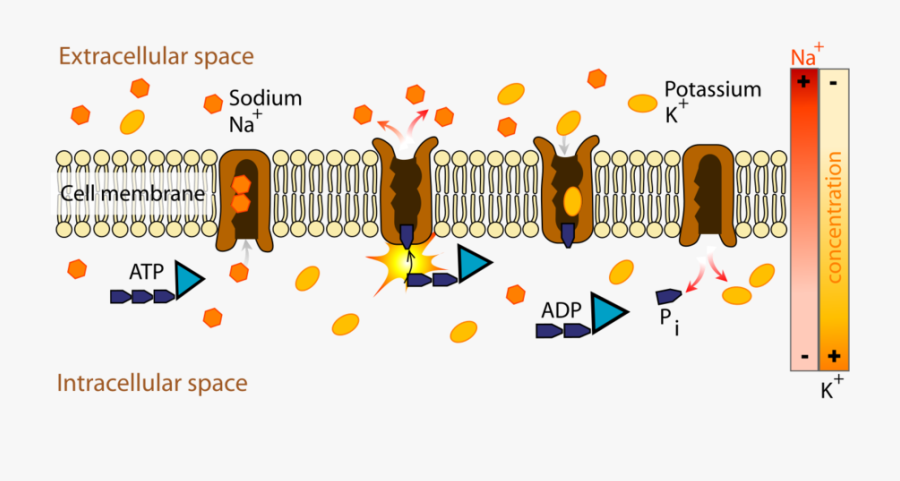 Transparent Cell Membrane Clipart - Sodium Potassium Pump, Transparent Clipart