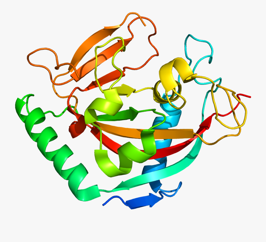 Protein Tnks2 Pdb 3kr7 - Protein Png, Transparent Clipart