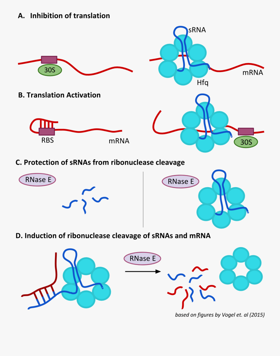 Hfq E Coli, Transparent Clipart