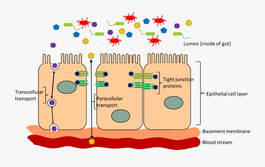 Transparent Guts Png - Tight Junction Proteins In Gut, Transparent Clipart