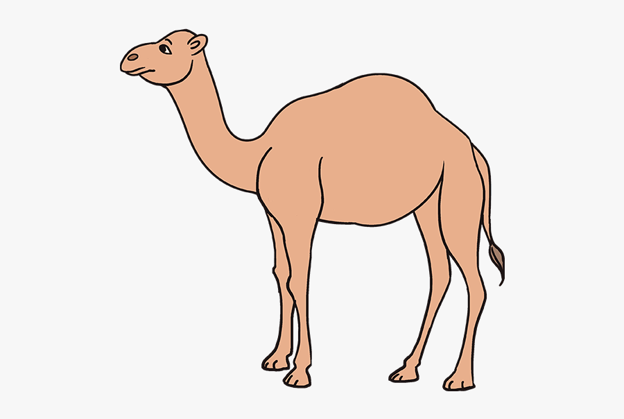 How To Draw A Camel, Transparent Clipart