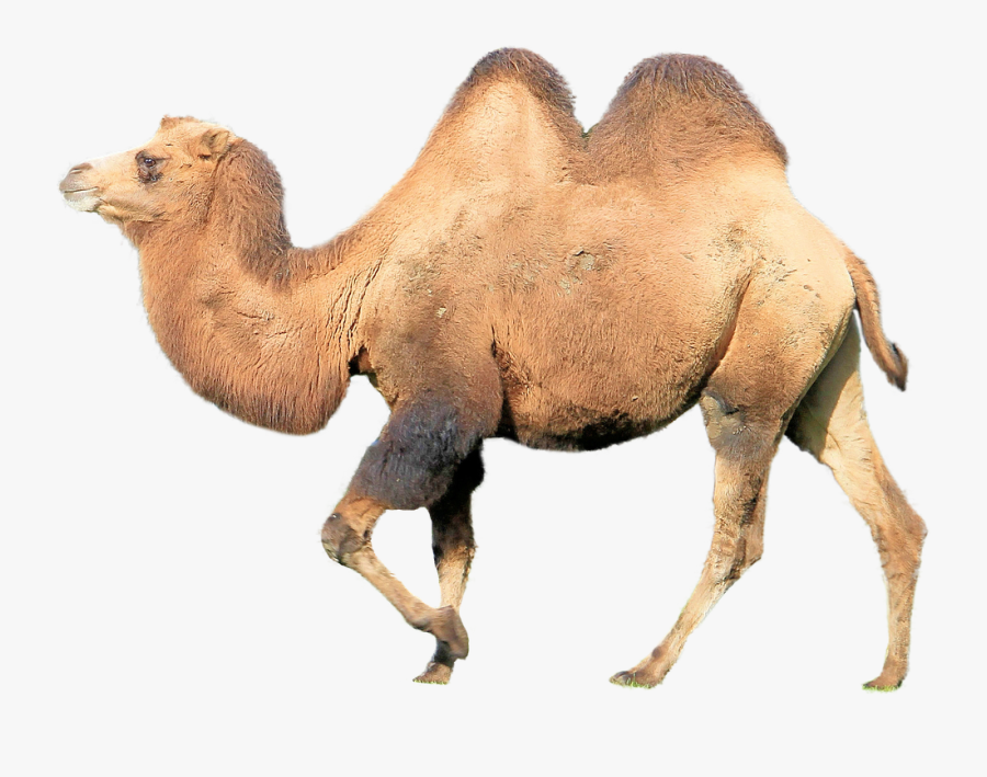 Kannada Letter O Camel, Transparent Clipart