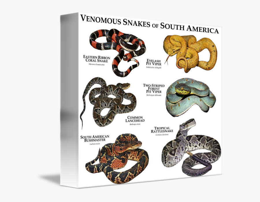 Venomous Snakes Of South America By Roger Hall Clipart - Large South American Snake, Transparent Clipart
