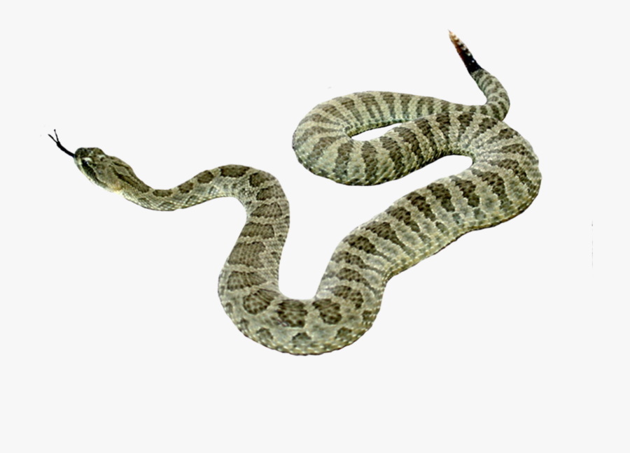 Serpiente Png, Transparent Clipart