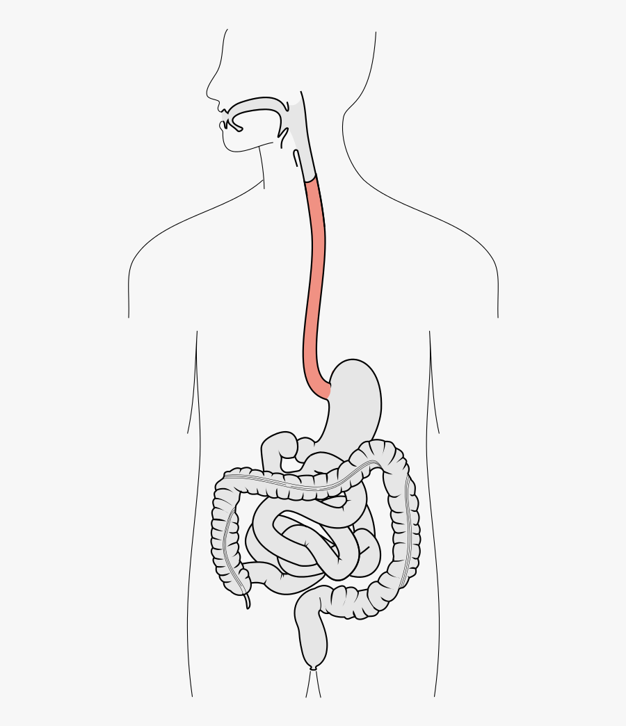 Esophagus Meaning In Urdu, Transparent Clipart