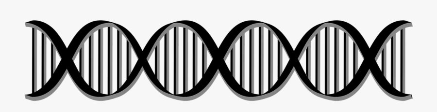 Dna Png - Biologie Zellen, Transparent Clipart