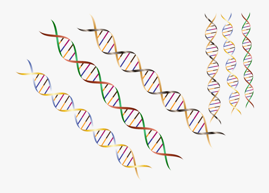 Dna Clipart Macromolecule, Transparent Clipart