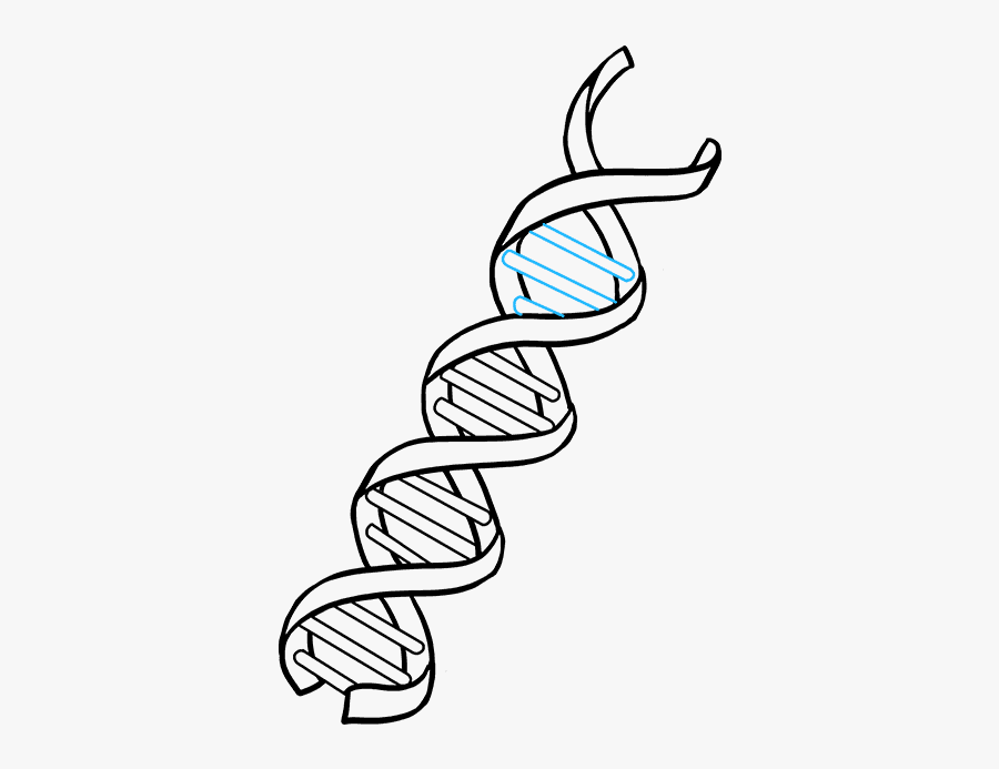 Draw Dna, Transparent Clipart