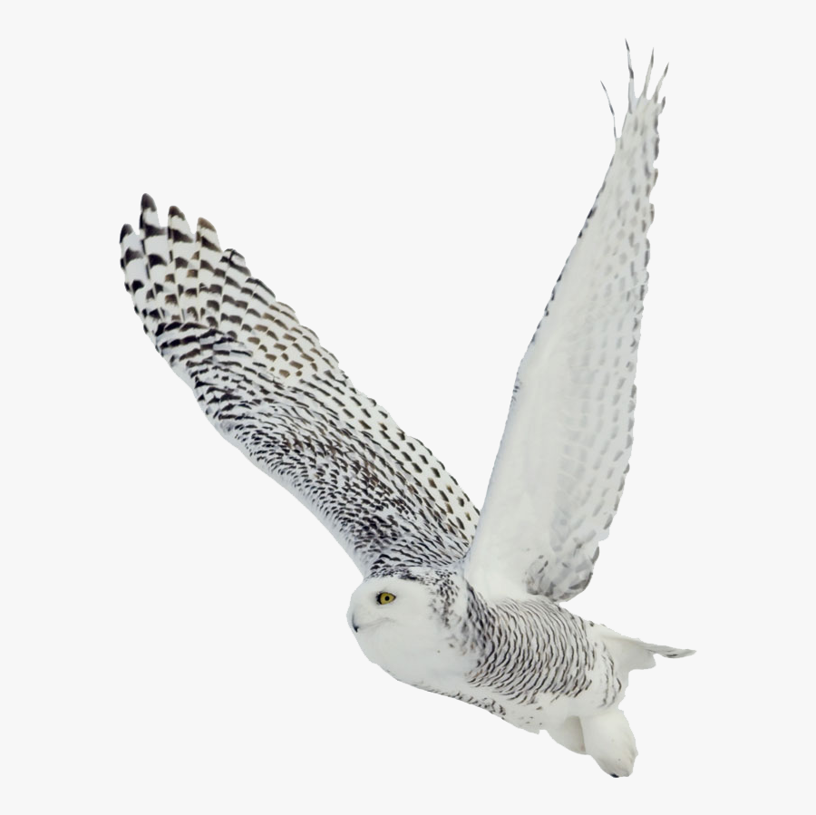 The White Owl Black And White Owl Bird Barred Owl Snowy - Snowy Owl Transparent Background, Transparent Clipart