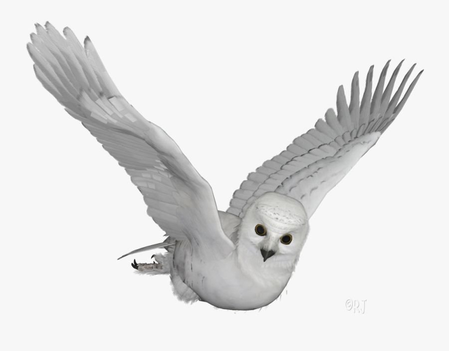 Posted By Rj At - White Owl Png, Transparent Clipart