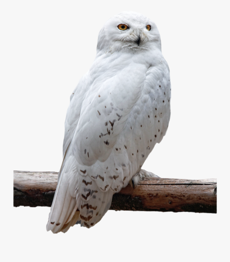 Owl Png Image - Snowy Owl Png, Transparent Clipart